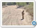 137 LONELY CHEETAH